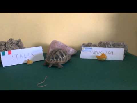 Tartaruga Mondiali 2014 pronostico italia -uruguay