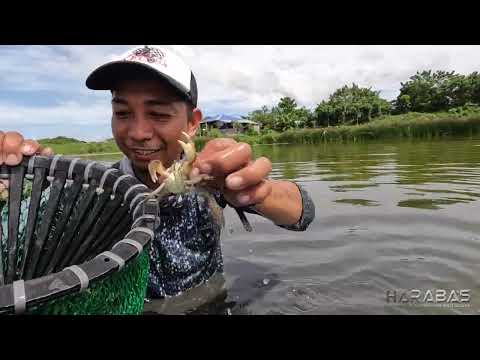 EP771-P1 - Pangunguha ng Talangka sa Palaisdaan | Occ. Mindoro