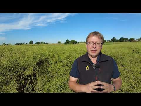 Reifebestimmung im Raps und Mähdruschversuche von RAPOOL