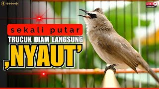 Download lagu 🛑PANCINGAN TRUCUKAN GACOR ROPEL PANJANG | MASTERAN TRUCUKAN BAHAN SUPAYA CEPAT NYAUT BUNYI GACOR mp3