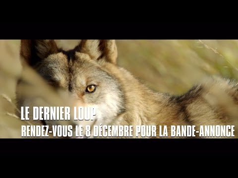 Le dernier loup - teaser bande-annonce