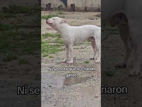 Se nota que al perro 🐕 lo criaron los gatitos 🐱
