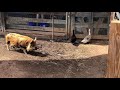 Maymont Farm Animal Mashup (featuring adorable pigs)