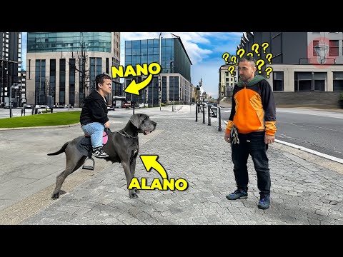 Usare un Cane come Mezzo di Trasporto - [Cose da NON Fare con un Cane] - theShow