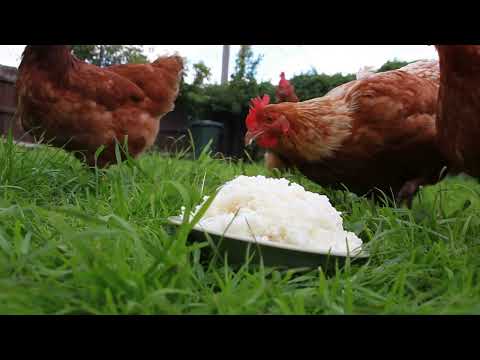 Can Chickens Eat Rice - Complete Guide