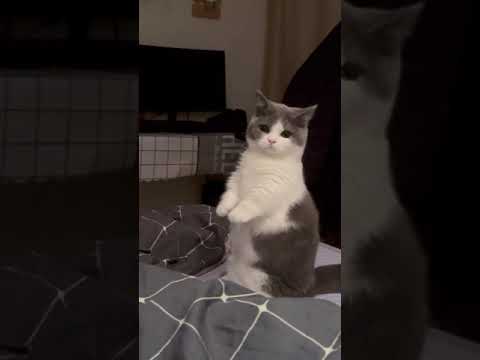 [No. 00056]Tiktok funny cats😹Munchkin short-legged cat stood up, still swinging his hands..So cute!!