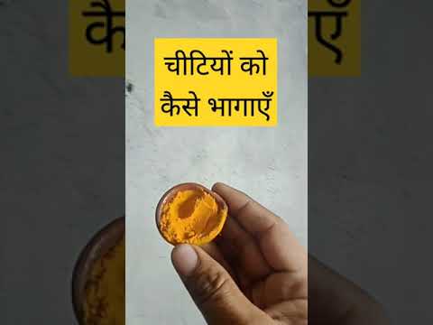 How to get rid of ants #shorts