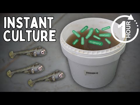 How to Culture Infusoria (Bucket Method)