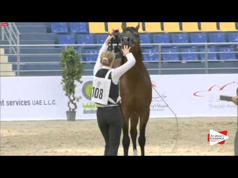 N.108 PRINCE KARAT R - Sharjah 2016 - 3 years old Colts (Class 6)