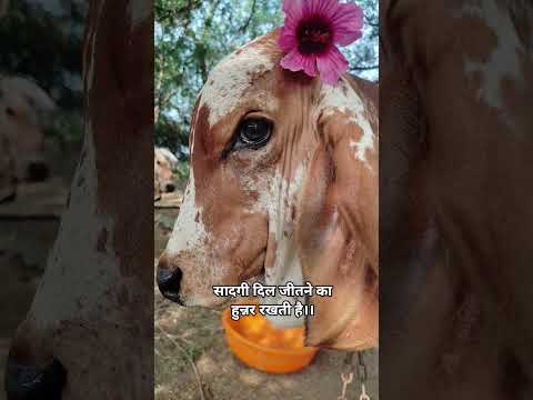 simple but beautiful😍 #shortvideo #cow #flowers #dailyvlog #nature #bansi #dharti #viral #shorts