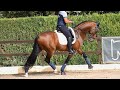 Oldenburg horse for sale piro free. Born in 2018-165cm.