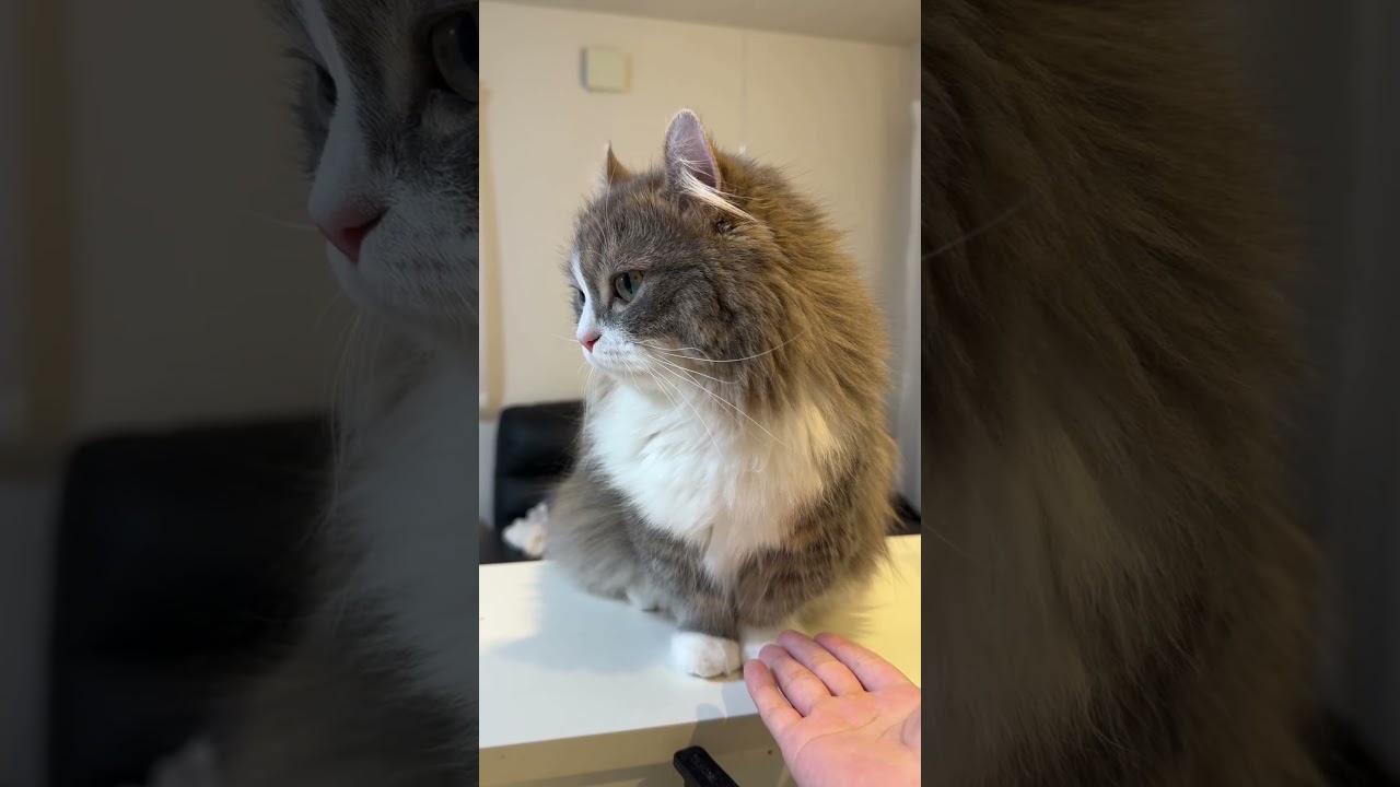 ごはんの音に敏感すぎる猫たちwww