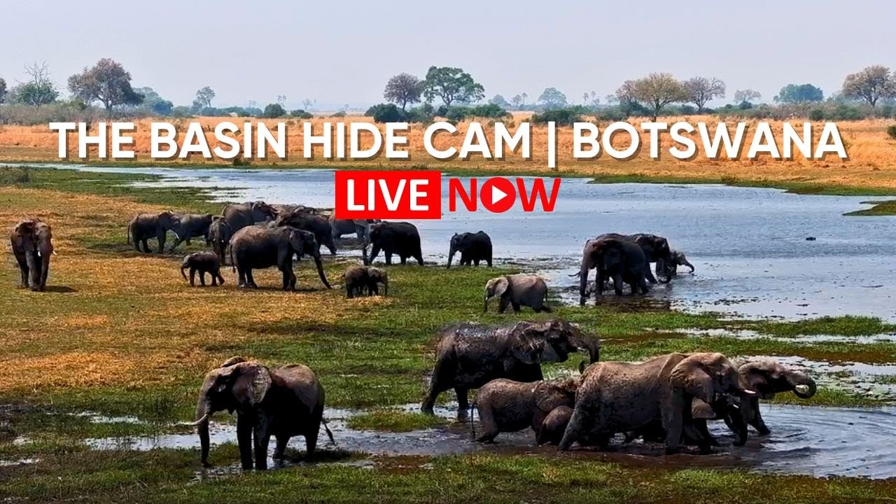 The Basin Live Hide Cam | By Selinda Camp | Botswana