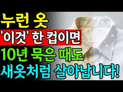 지금 옷장에서 누런 흰 셔츠 꺼내보세요! 버리기 전에 '이것' 딱! 한 번만 해보세요