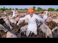 Living Desi Goat Man Life Challenge Not Easy
