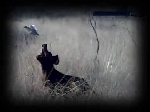 CAZA de CODORNIZ. Ying «Vintage» (XV) – bonviedro.com