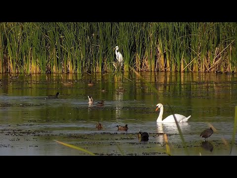 Lac Taureni, Judetul Mures