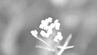 Corky Hale - BUT NOT FOR ME