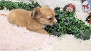 ハーフ犬の動画01