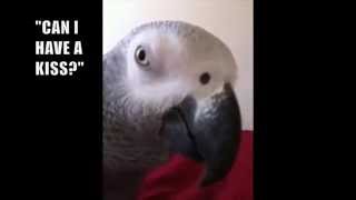 Parrot recognizes himself in camera