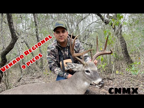 Regional 9-peak deer hunt. First end of season 24-25