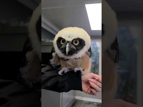 Cute Owl with Baby Feathers! #shorts #birds