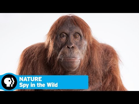 SPY IN THE WILD on NATURE | Official Trailer | PBS Video