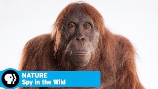 SPY IN THE WILD on NATURE | Official Trailer | PBS