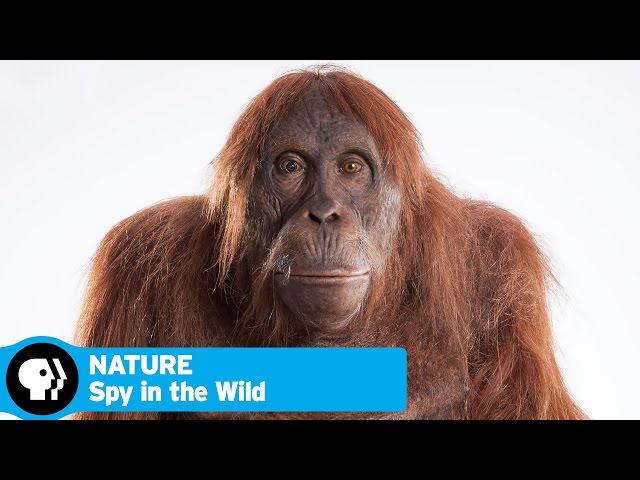 SPY IN THE WILD on NATURE | Official Trailer | PBS