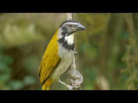 Tanečník tmavohlavý (Saltator atriceps) — starostlivosť, voliéra a kŕmenie