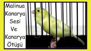 Download lagu The Great Waterslager Canary Singing | Canary Voice | Malinois Canary | 2 hours mp3 Download lagu The Great Waterslager Canary Singing | Canary Voice | Malinois Canary | 2 hours mp3