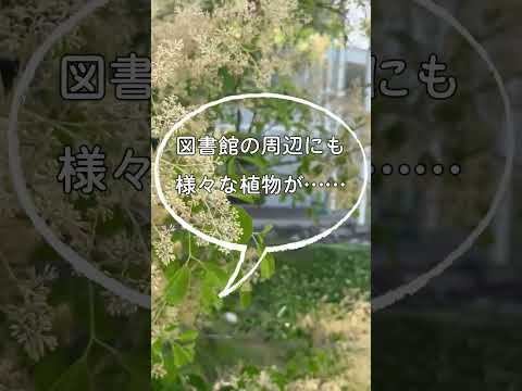 2023年7月キャンパス風景 #shorts