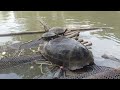 The Small Turtle Looked Much Smaller Than The 20kg Turtle Turtle