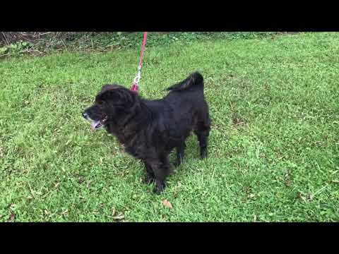 Smokey, an adopted Spaniel & Cocker Spaniel Mix in Kittanning, PA_image-1