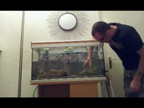 comment nettoyer pierre d'aquarium
