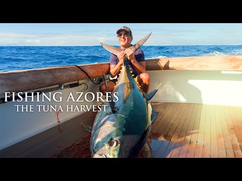 Fishing Azores: The Tuna Harvest