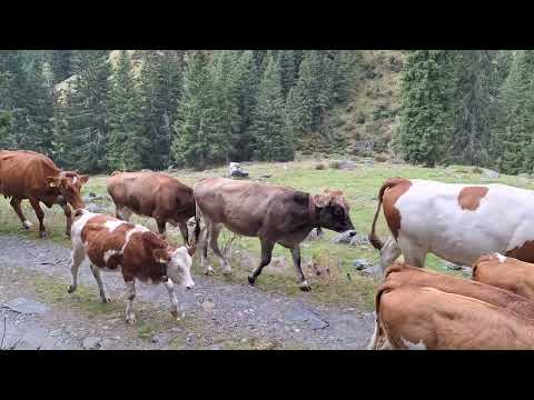 Transumanza 2025 Valcervia 🐂❤️👍