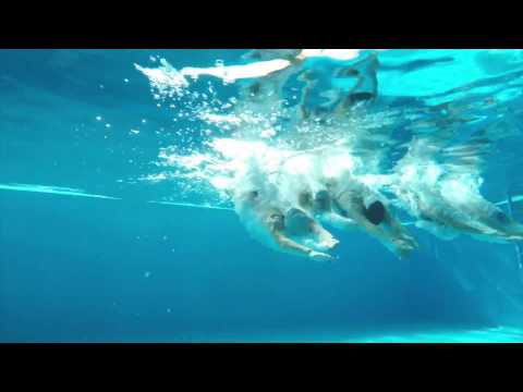 Klub za sinhrono plivanje "Sirene" Niš