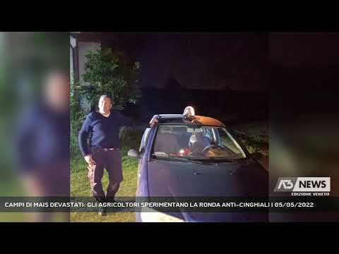 CAMPI DI MAIS DEVASTATI: GLI AGRICOLTORI SPERIMENTANO LA RONDA ANTI-CINGHIALI | 05/05/2022