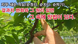 자두나무 새순 적심(순정리, 순치기, 순막기) 결과지 변화와 그 원리 알면 그 속에 답이 있다(자두 순치기,…