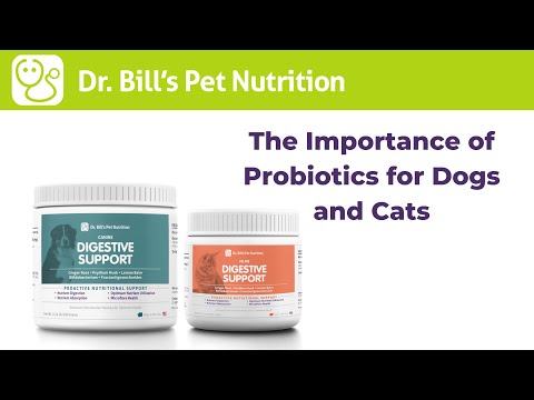 Digestive Support | The Importance of Probiotics | Dr. Bill's Pet Nutrition | The Vet Is In