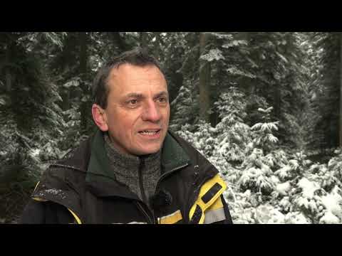 Plenterwald und Plenterbewirtschaftung – Teil 3