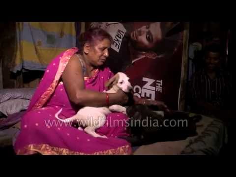 Poor woman who begs for alms to look after street dogs in Delhi