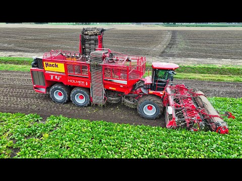 12 row Sugarbeet Harvest | Holmer T4-40 | Fendt Tractors | Hack Harvest