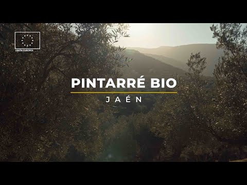 Presentación - Pintarré Organic Picual Green 500ml