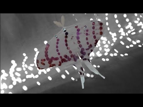 Spiderling video