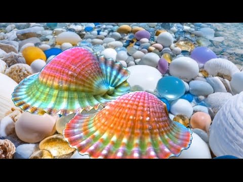 The best spots to find pearl oysters: Finding Hidden Treasures on the Shore and rare pearl