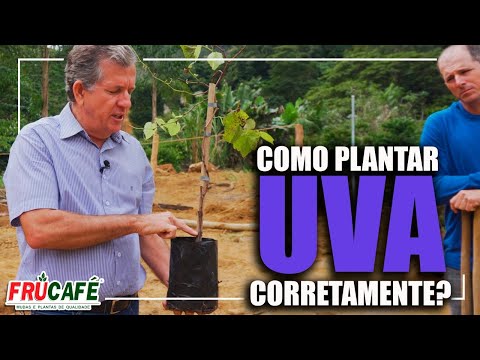 Como Plantar UVA Corretamente?