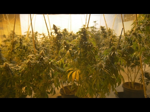 download lagu mp3 mp4 Mob Strain, download lagu Mob Strain gratis, unduh video klip Mob Strain