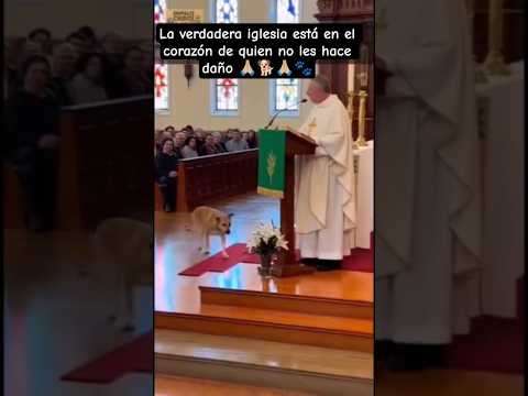 El amor se demuestra con actos 🙏🏼🐾🙏🏼🐾🙏🏼🙏🏼🐾🙏🏼 #historiasdeanimales #perros #perro #rescuedog